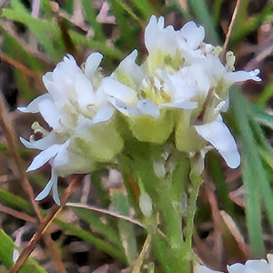 Firletka biała (Silene latifolia) – łąkowa roślina o białych kwiatach i charakterystycznym rozdętym kielichu.