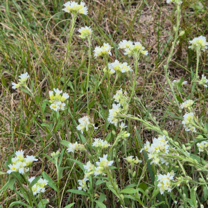 Gęsiówka (Arabis sp.) – delikatna roślina z rodziny kapustowatych, tworząca drobne, białe kwiaty z żółtawym środkiem. Występuje na suchych łąkach i piaszczystych glebach, stanowiąc ważny element lokalnego ekosystemu.