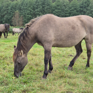 Stado koni biłgorajskich na tle lasu – przykład harmonii między człowiekiem a naturą w Lasach Janowskich.