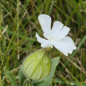 Firletka biała (Silene latifolia) – pospolity gatunek łąkowy o białych, pięciopłatkowych kwiatach. Jej charakterystyczny, rozdęty kielich wypełniony włoskami chroni roślinę przed utratą wody.